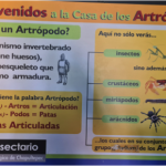 Definición de Artrópodos