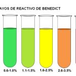 Método. Coloración del reactivo de Benedict