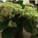 Imagen 1: Grupo control. Hydrangea macrophylla con flores verde claro, sin cambios de coloración, regada únicamente con agua (pH neutro).