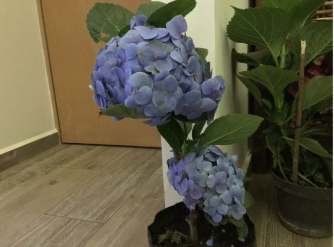 Imágen 2: Tratamiento ácido. Hydrangea macrophylla con flores azul intenso, resultado de riego con solución ácida (pH 4.5–5.5).