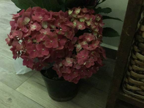 Imágen 3: Tratamiento básico. Hydrangea macrophylla con flores rosadas, resultado de riego con solución básica (pH 8–9).
